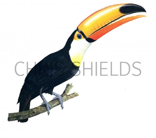 Illustration of Toco Toucan (Ramphastos toco) (#1675)