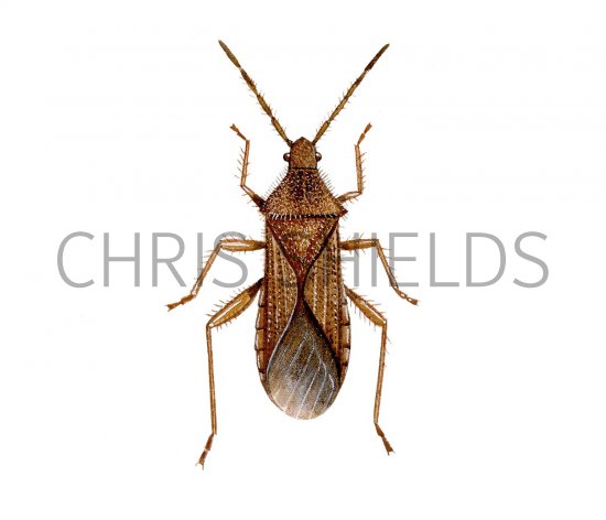 Illustration of Tooth Bug (Coriomeris denticulatus) (#2373)