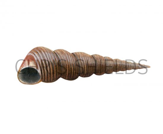 Illustration of Tower Shell (Turritella communis) (#1893)
