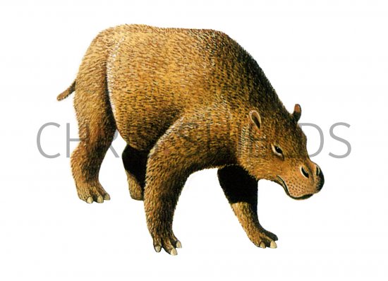 Illustration of Toxodon (#0659)