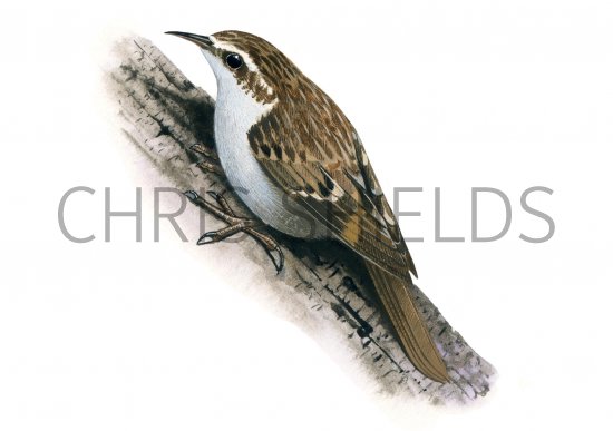 Illustration of Treecreeper (Certhia familiaris) (#0825)
