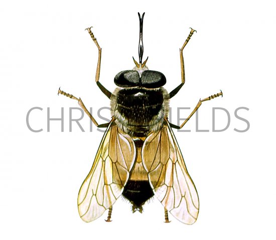 Illustration of Tsetse Fly (Glossina tabaniformis?) (#1628)