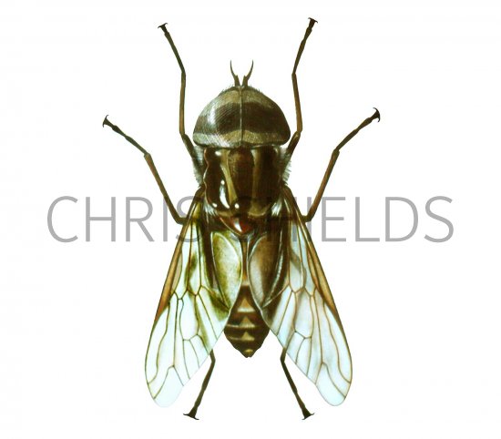 Illustration of Tsetse Fly (Glossina Spp.) (male) (#1629)