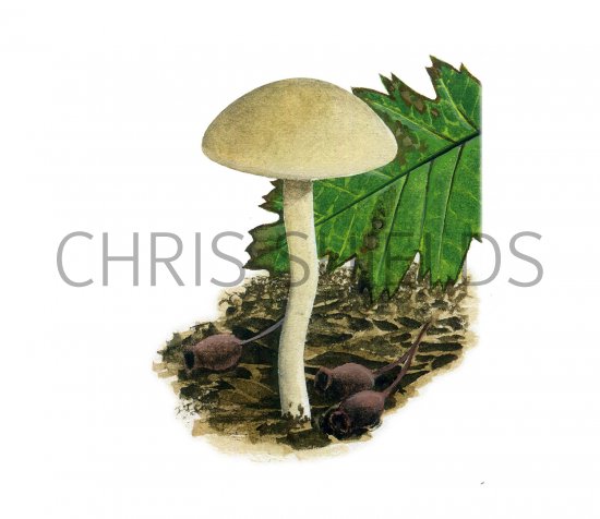 Illustration of Tubaria dipersa (#3628)