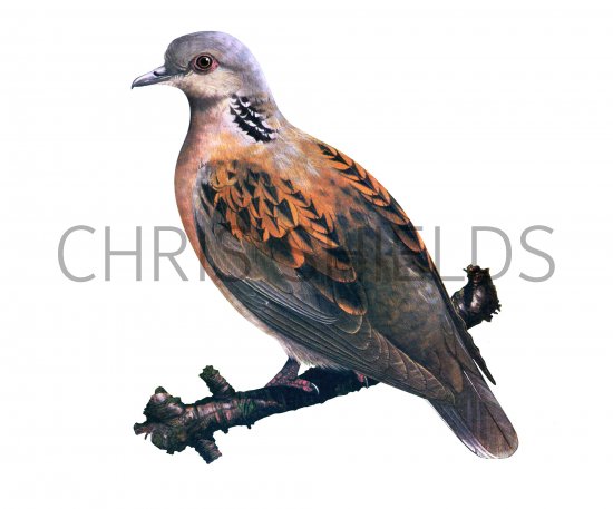 Illustration of Turtle Dove (Streptopelia turtur) (#3869)