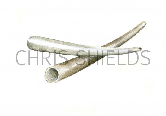 Illustration of Tusk Shell (Dentalium vulgare) (#0749)