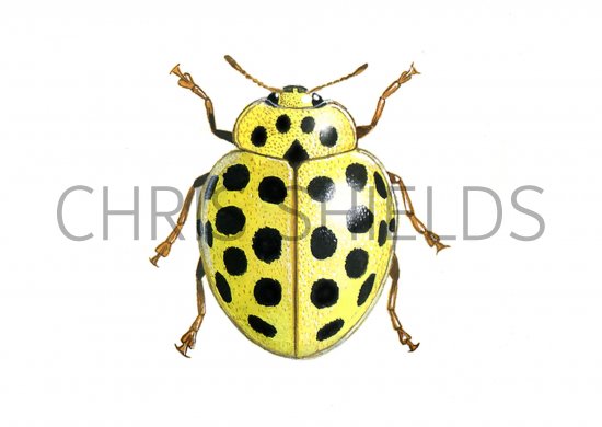 Illustration of Twentytwo-spot Ladybird (Thea 22-punctata) (#0914)
