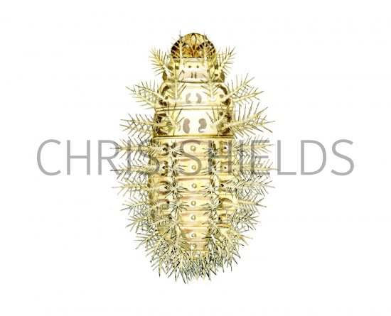 Illustration of Twenyfour-spot Ladybird Larvae (Subcoccinell 24-punctata) (#1803)