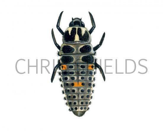 Illustration of Two-spot Ladybird Larvae (Adalia 2-punctata) (#1789)