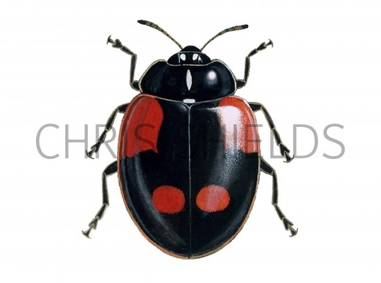Illustration of Two-spot Ladybird (f. quadrimaculata) (Adalia 2-punctata) (#0916)
