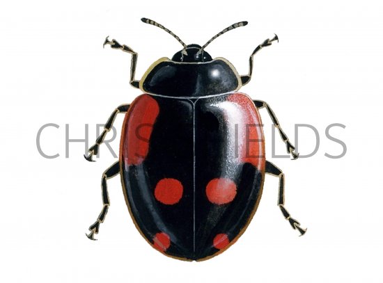 Illustration of Two-spot Ladybird (f. sexpustulata) (Adalia 2-punctata) (#0917)