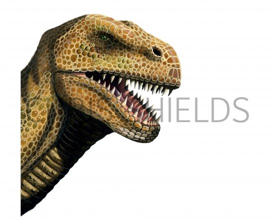 Illustration of Tyrannosaurus Rex (#0663)