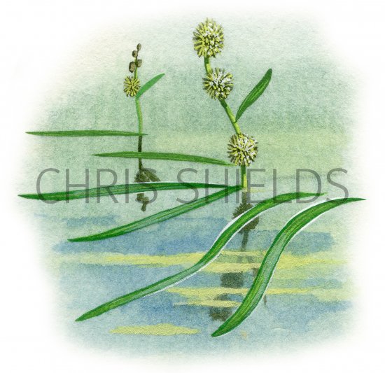 Illustration of Unbranched Burr-reed (Sparganium emersum) (#0835)