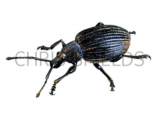 Illustration of Vine Weevil (Otiorhynchus sulcatus) (#1441)