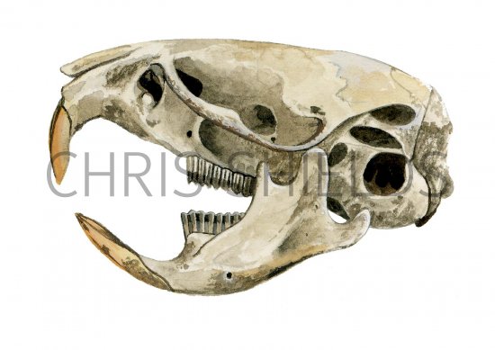 Illustration of Vole Skull (Microtus arvalis) (#0868)