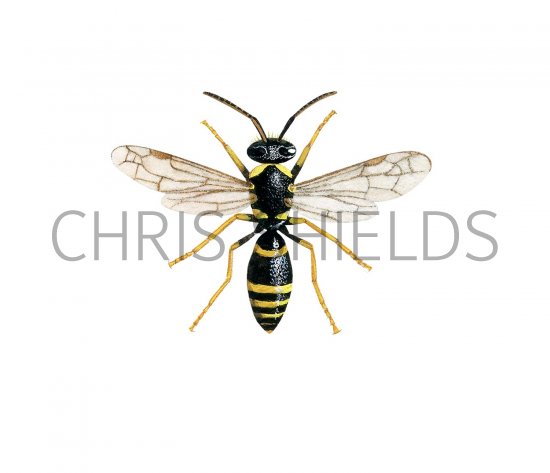 Illustration of Wall Mason Wasp (Ancistrocerus parietum) (#3144)