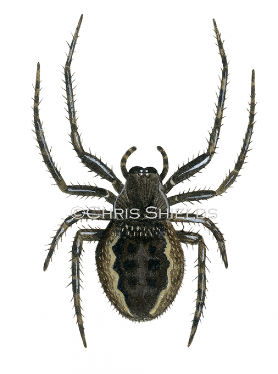 Illustration of Walnut Orb-weaver Spider (Nutenea umbratica) (#2749)