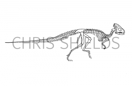 Illustration of Wannanosaurus (#0211)