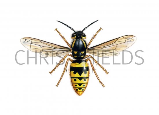 Illustration of Common Wasp female (Vespula vugaris) (#0397)