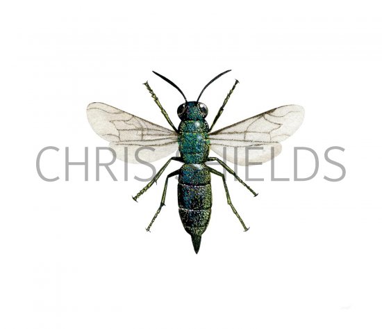 Illustration of Wasp (Trichrysis cyanea) (#3146)