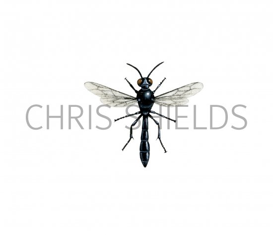Illustration of Wasp (Trypoxylon figulus) (#3145)