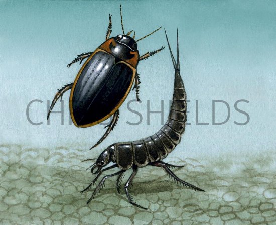 Illustration of Water Beetle (Colymbetes fuscus) (#3431)