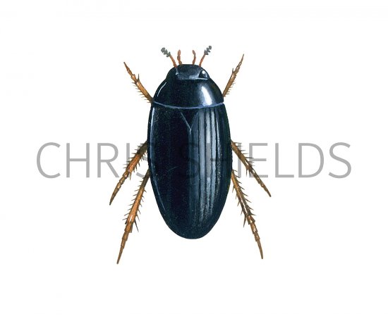 Illustration of Water Beetle (Hydrobius fuscipes) (#3436)