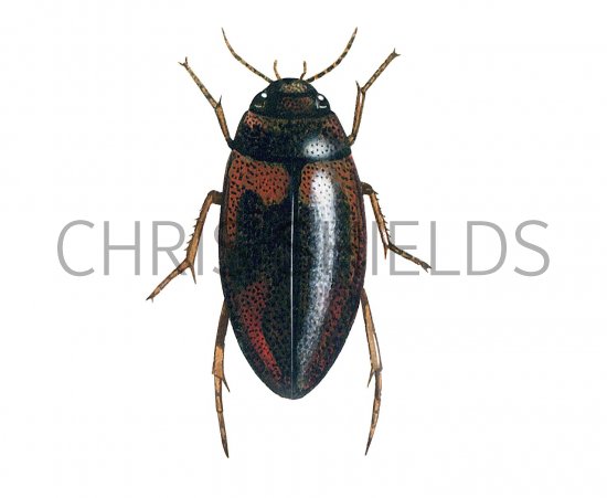 Illustration of Water Beetle (Hydropurus palustris) (#3440)