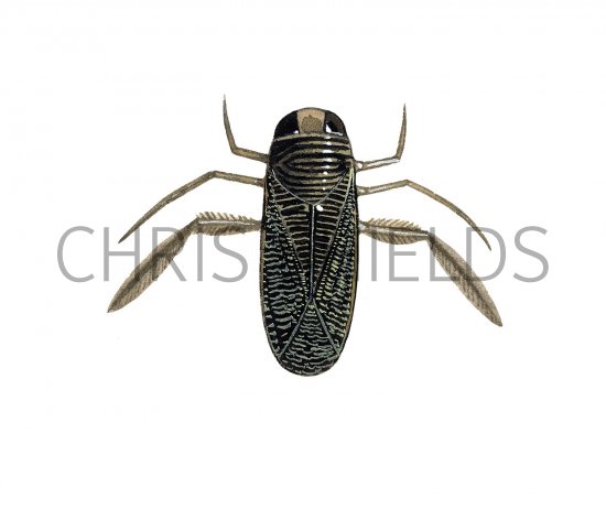 Illustration of Water Boatman (Hesperocorixa sahlbergi) (#2126)