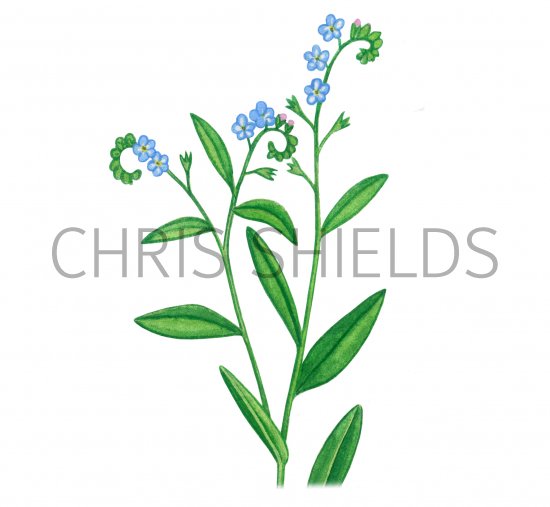 Illustration of Water Forget-Me-Not (Myosotis scorpioides) (#4361)