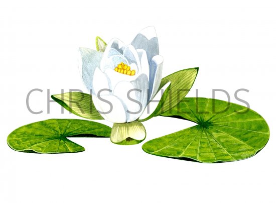 Illustration of Water Lily (Nymphaea alba) (#2850)