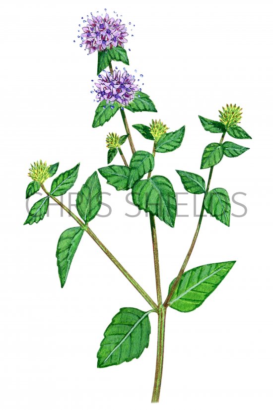 Illustration of Water Mint (Mentha aquatica) (#0956)