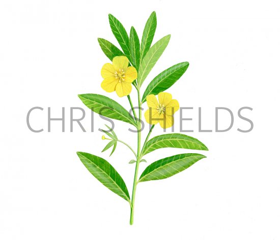Illustration of Water Primrose (Ludwigia grandiflora) (#3238)