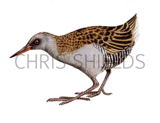 Illustration of Water Rail (Rallus aquaticus) (#1350)