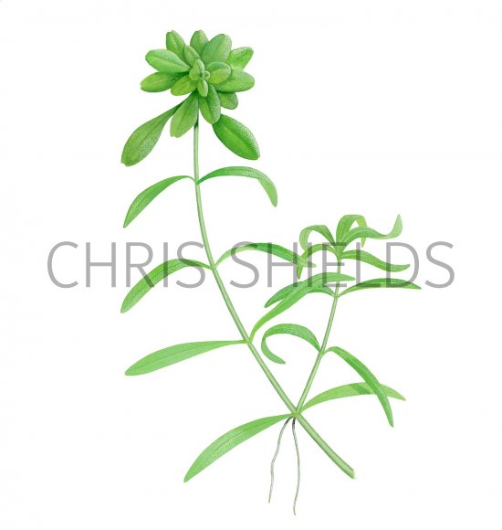 Illustration of Water Starwort (Blunt-fruited) Callitriche obtusangula (#2818)