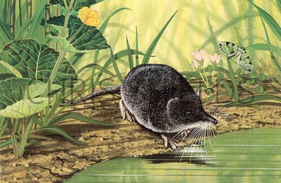 Illustration of Shrew (Water) Neomys fodiens) (#2575)