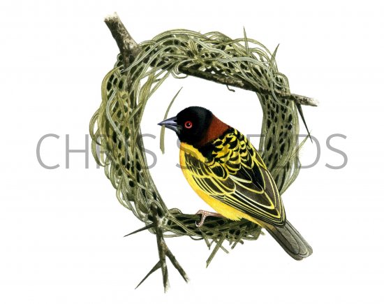 Illustration of Weaver Bird (Ploceus cucullatus) (#1203)
