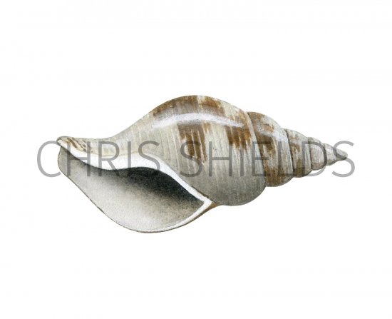 Illustration of Whelk (Colus gracillis) (#1845)