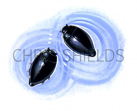 Illustration of Whirligig Beetle (Gyrinus) (#2724)