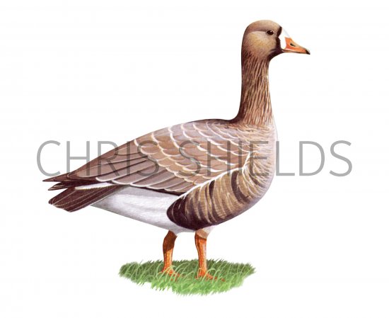 Illustration of White-fronted Goose (Anser albitrons) (#3669)
