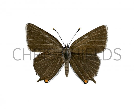 Illustration of White-letter Hairstreak (Strymonidia w-album) (#2641)