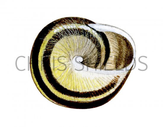 Illustration of Snail (White-lipped) Ceoaea hortensis (#2341)