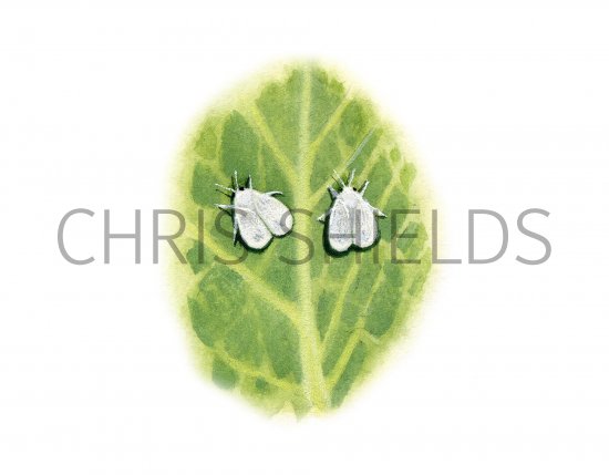 Illustration of Whitefly (Cabbage) Aleyrodes proletella (#1055)