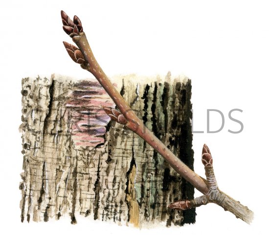 Illustration of Wild Cherry bark & twig (Prunus avium) (#2397)