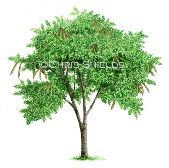 Illustration of Wild Tamarind Tree (Leucaena leucocephala) (#4684)
