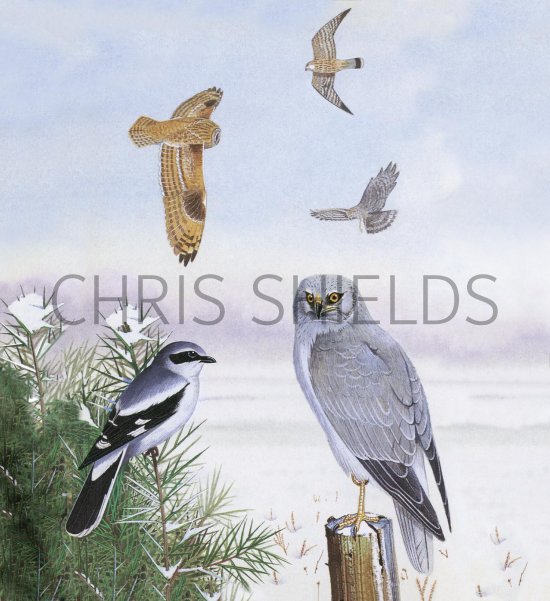 Illustration of Winter heathland Birds (#2762)