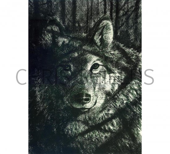 Illustration of Wolf (Canis lupus) (#1612)