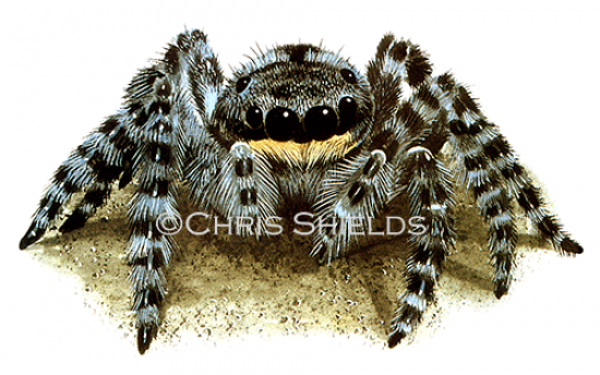 Illustration of Wolf Spider (Lycosidae spp.) (#1487)