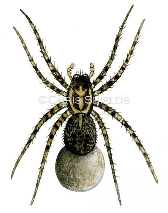 Illustration of Wolf Spider (Pardosa amentata) (#1224)