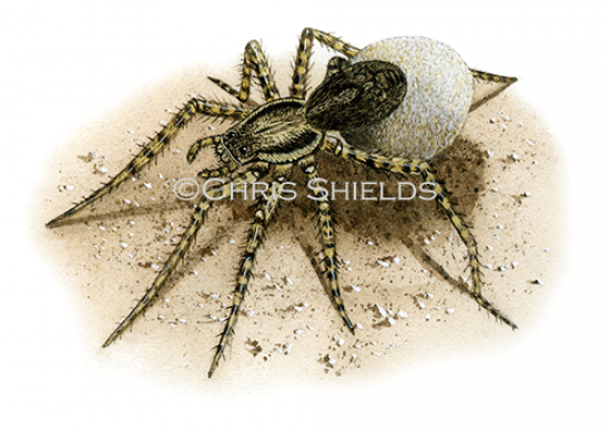 Illustration of Wolf Spider (Pardosa saltans) (#1518)
